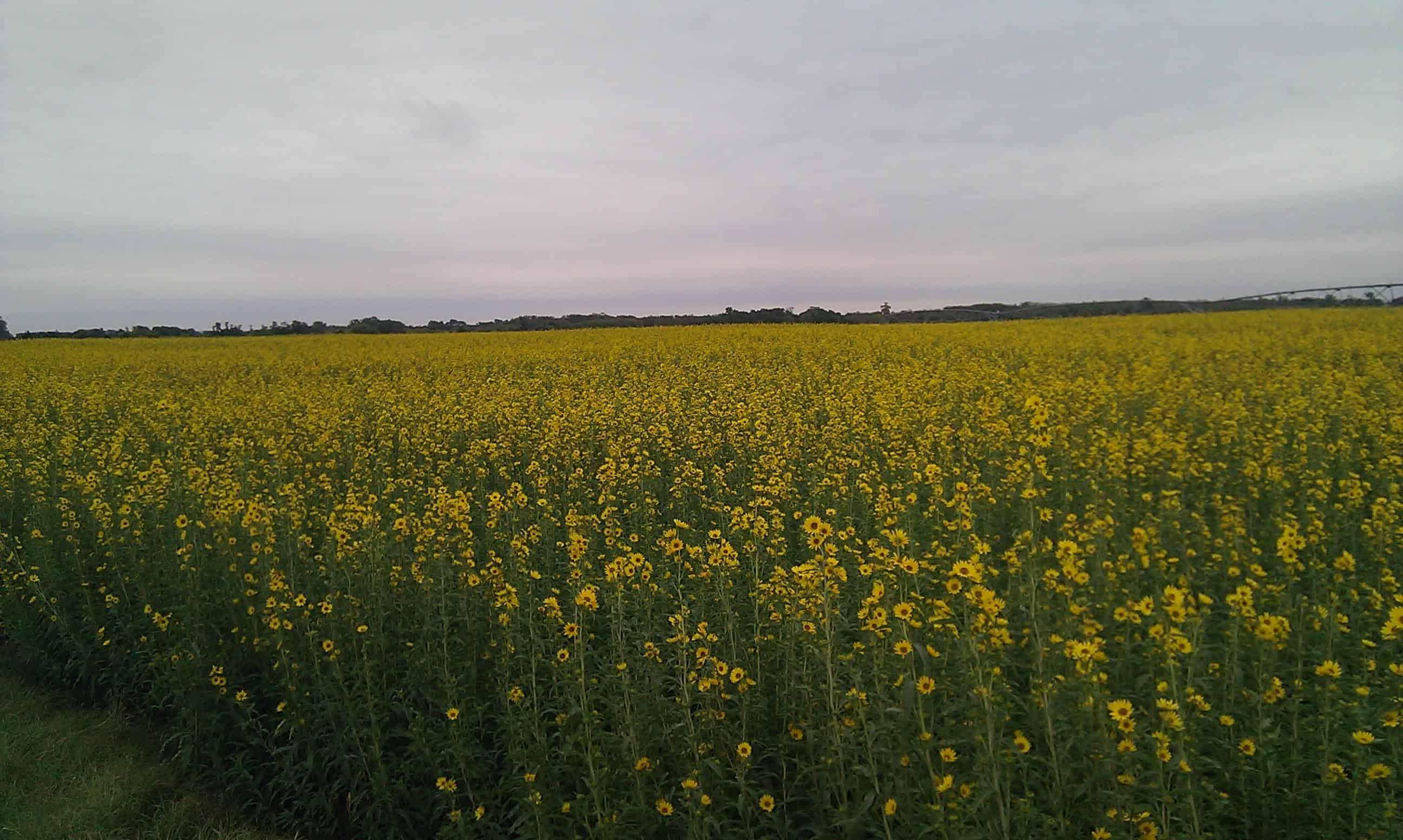 Field of Maximillian Sunflowers